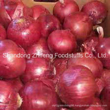 New Crop Fresh Chinese Onion